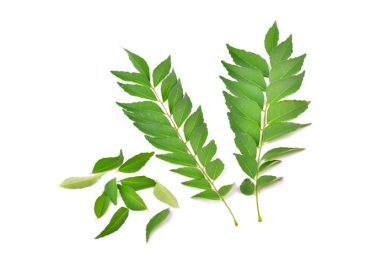 Curry Leaf, Curry Leaves