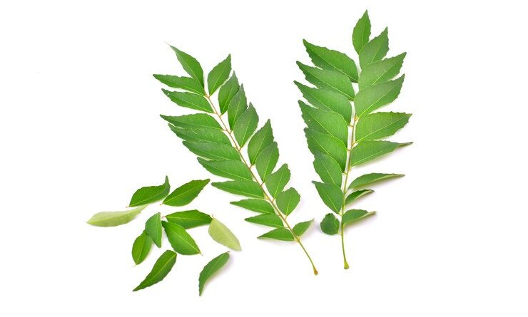 Curry Leaf, Curry Leaves