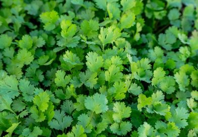 coriander leaves during pregnancy