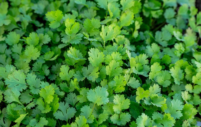 coriander leaves during pregnancy